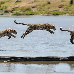 aacomp aacomp Leopard 2013 1 c 1 1 1