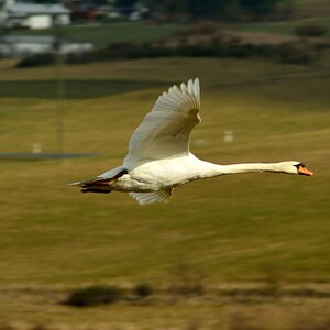 2014 03 02 Schwan Aartalsee 1024