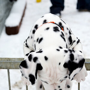 Na nu wo ist der Schnee