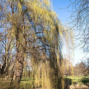 6101845 Im Schlosspark Berlin