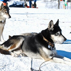 Winterhunde 1