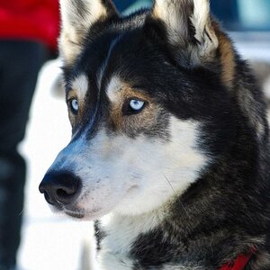 Winterhunde 2