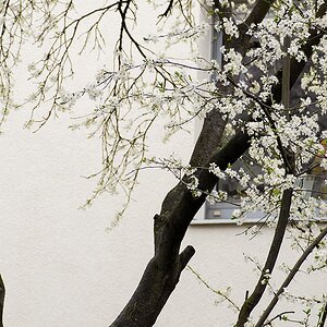 Blüten vor Mauer