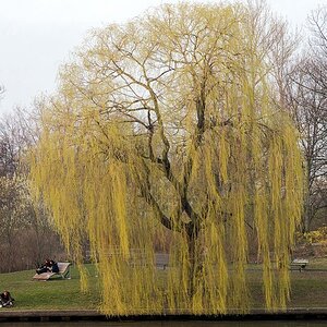 Trauerweide im fröhlichen Frühling in Berlin