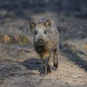 aacomp wildgehegerissen 20140307 0475