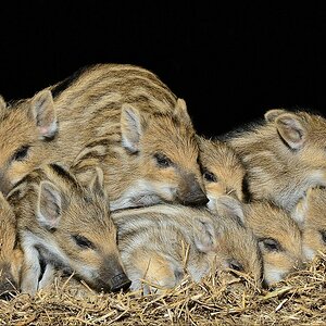 aacomp wildgehegerissen 20140307 0780