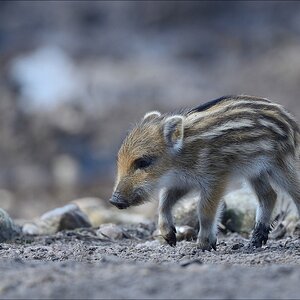 aacomp wildgehegerissen 20140307 1127
