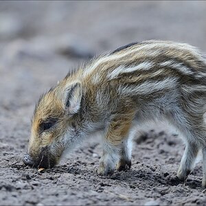 aacomp wildgehegerissen 20140307 1146