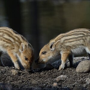 aacomp wildgehegerissen 20140307 1203