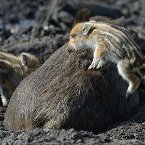 aacomp wildgehegerissen 20140307 1628