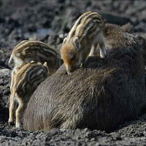 aacomp wildgehegerissen 20140307 1647