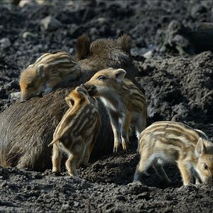 aacomp wildgehegerissen 20140307 1683