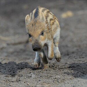 aacomp wildgehegerissen 20140307 2051