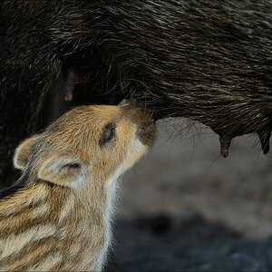 aacomp wildgehegerissen 20140307 2056