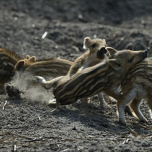 aacomp wildgehegerissen 20140307 2175
