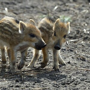 aacomp wildgehegerissen 20140307 2202
