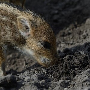 aacomp wildgehegerissen 20140307 2263