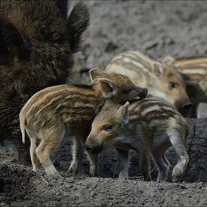 aacomp wildgehegerissen 20140307 2382