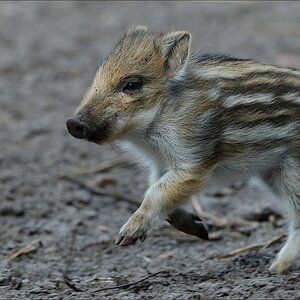 aacomp wildgehegerissen 20140307 2435
