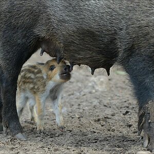 aacomp wildgehegerissen 20140307 2470
