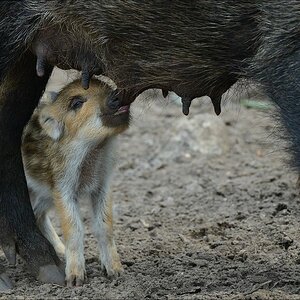 aacomp wildgehegerissen 20140307 2495