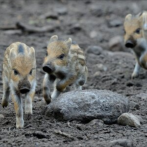 aacomp wildgehegerissen 20140307 2540