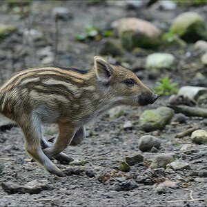 aacomp wildgehegerissen 20140307 2575