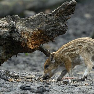 aacomp wildgehegerissen 20140307 2616
