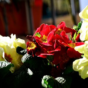 Frühling 02