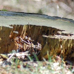 Waldbilder 013