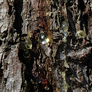 Waldbilder 022