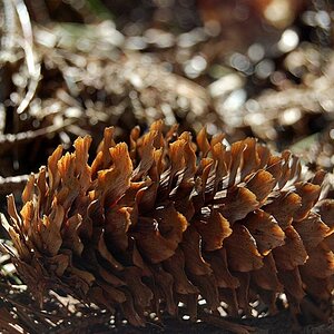 Waldbilder 016