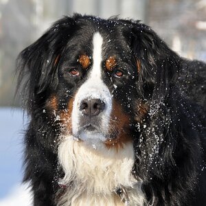 Mailo im Schnee
