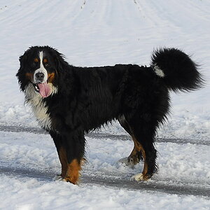 Amadeus im Schnee 001