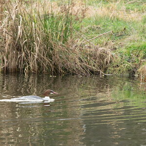 2014 01 08 Steinhuder Meer  (81 von 223)
