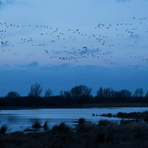 2014 01 08 Steinhuder Meer  (218a von 223)