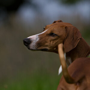 molly