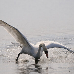 Kastenweiher Schwan02
