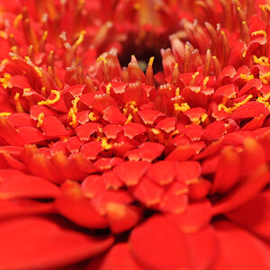 1/250 f1:8 ISO 200 60mm Micro Nikkor