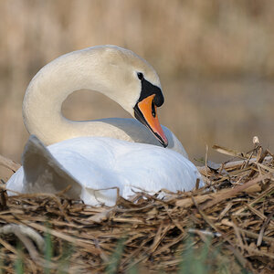 Schwan im Nest