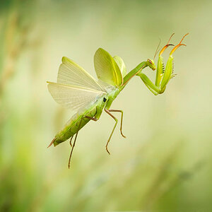 Mantis1_RVornehm