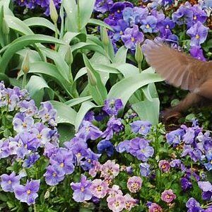 Der Piepmatz in den Blumen