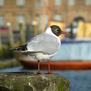Lachmowe