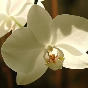 Orchidee