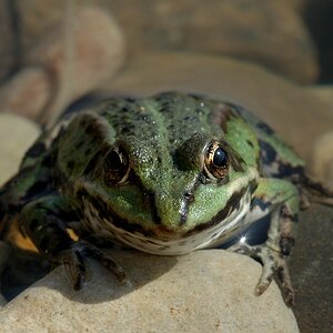 Frosch 1
