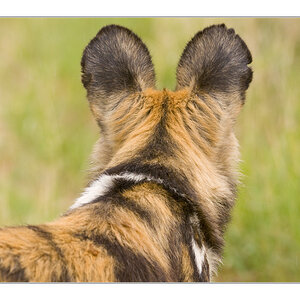 Wilddoghinterkopf
