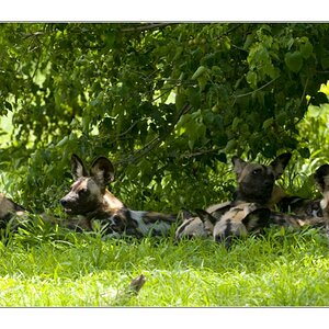6wilddogs1