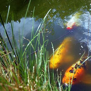 Koi Schwarm