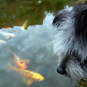 Hund und Koi`s