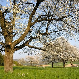 unter den  Kirschblüten